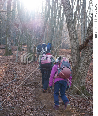 雑木林の登山道 雑木林の登山道 110472825