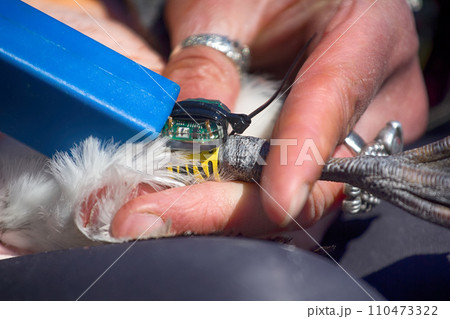 Ornithologist ringed murre and attaches JPS-logger 110473322