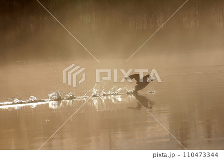 Spring landscape with Loon. 110473344