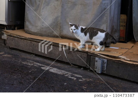 路地裏の野良猫 路地裏の野良猫 110473387