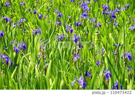 京都 大田神社　大田ノ沢のカキツバタ（上賀茂神社　賀茂別雷神社の摂社） 110473422
