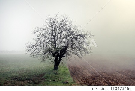 Lonely apricot tree blooms among fields, misty morning Lonely apricot tree blooms among fields, misty morning 110473466