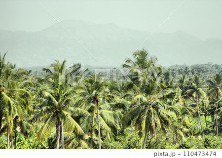 mountains and jungle with palm trees of South-East Asia mountains and jungle with palm trees of South-East Asia 110473474
