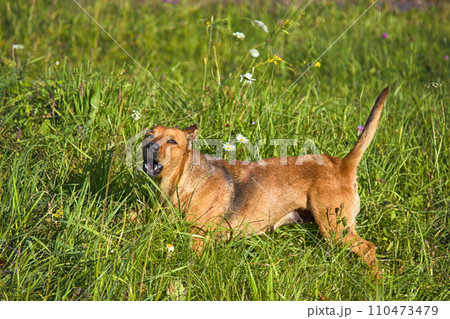 small mongrel dog on walk in meadow small mongrel dog on walk in meadow 110473479