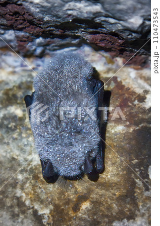 Sleeping bat in cave 110473543
