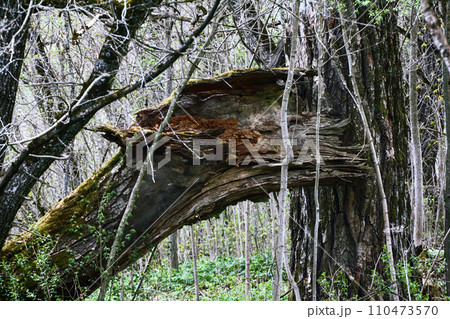 Old Park, centennial Park, fallen tree 110473570