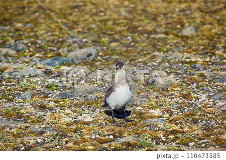 Arctic Skua is real predator and robber for Arctic bird Arctic Skua is real predator and robber for Arctic bird 110473585