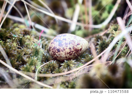 Cryptic painted (mottled) egg of European snipe Cryptic painted (mottled) egg of European snipe 110473588