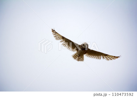 Short-eared owl (marsh owl, Asio flammeus) flies over nest 110473592