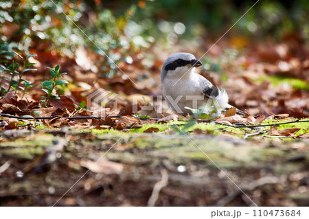 Great grey Shrike hunting for mice among fallen leaves 110473684