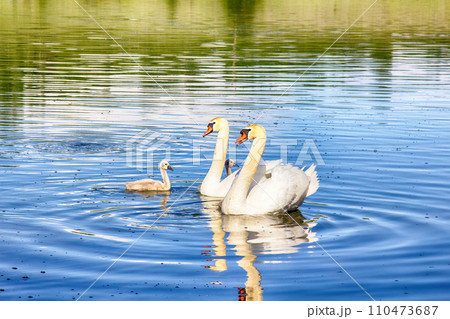 Pair of mute swans (Cygnus olor) with downy Chicks 110473687