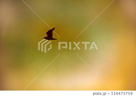 Seagull on background of sunset sky Seagull on background of sunset sky 110473759