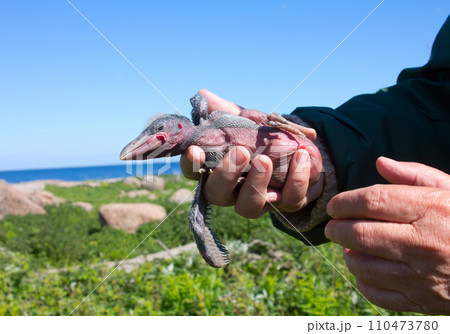 Amusing baby bird of a gray crow in hands 110473780