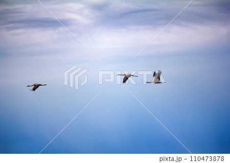 Forest-breeding bean goose - flock of breeding geese 110473878