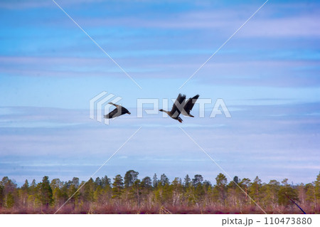 Forest-breeding bean geese on background of summer blue sk 110473880
