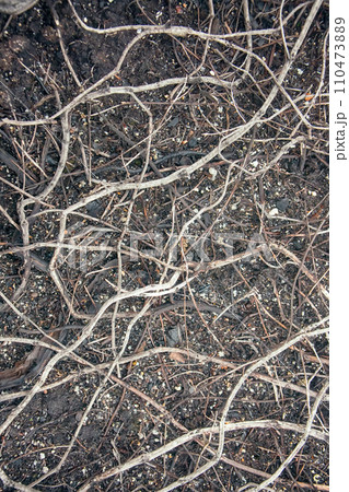 In air pollution and fires in tundra crowberry died In air pollution and fires in tundra crowberry died 110473889