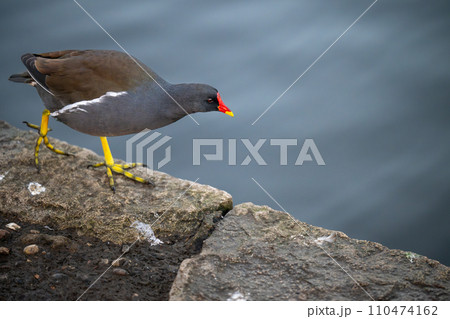 Moorhen walking to the right beside a lake. Common moorhen (Gallinula chloropus) in Kelsey Park, Beckenham, Kent, UK. Copy space to right. 110474162
