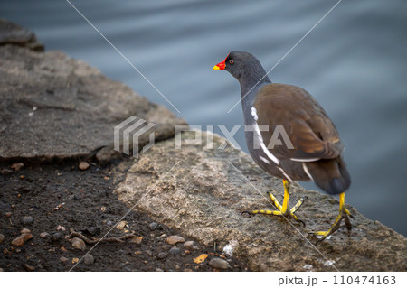 Moorhen walking to the left beside a lake. Common moorhen (Gallinula chloropus) in Kelsey Park, Beckenham, Kent, UK. Moorhen walking to the left beside a lake. Common moorhen (Gallinula chloropus) in Kelsey Park, Beckenham, Kent, UK. 110474163