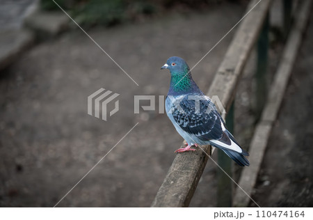 Rock dove or common pigeon or feral pigeon sitting on a fence facing left with copy space. Rock dove or common pigeon (Columba livia), in Kelsey Park, Beckenham, Kent, UK. 110474164