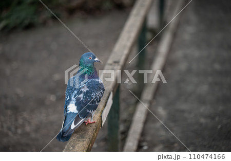 Rock dove or common pigeon or feral pigeon sitting on a fence facing right with copy space. Rock dove or common pigeon (Columba livia), in Kelsey Park, Beckenham, Kent, UK. Rock dove or common pigeon or feral pigeon sitting on a fence facing right with copy space. Rock dove or common pigeon (Columba livia), in Kelsey Park, Beckenham, Kent, UK. 110474166