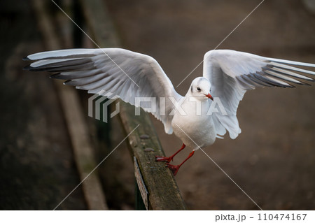 Black-headed gull in winter plumage. Gull launching into flight with no other birds in the frame. Black-headed gull (Chroicocephalus ridibundus) in Kelsey Park, Beckenham, Greater London, UK. Black-headed gull in winter plumage. Gull launching into flight with no other birds in the frame. Black-headed gull (Chroicocephalus ridibundus) in Kelsey Park, Beckenham, Greater London, UK. 110474167