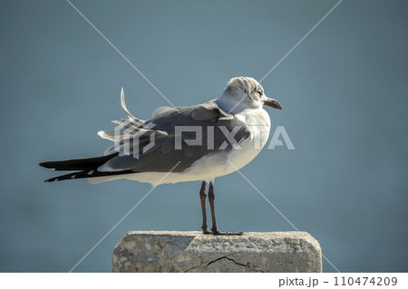 Wild seagull water bird perching on harbor railing in Florida. Wildlife in Southern USA 110474209