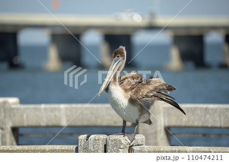Wild pelican sea bird perching on harbor railing in Florida. Wildlife in Southern USA 110474211