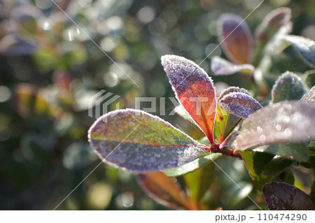 霜に覆われたヒメシャリンバイの葉、朝日に銀の輝き 霜に覆われたヒメシャリンバイの葉、朝日に銀の輝き 110474290