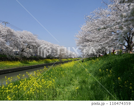 新河岸川の桜 (埼玉県川越市) 新河岸川の桜 (埼玉県川越市) 110474359