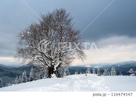 Moody landscape with footpath tracks and dark trees covered with fresh fallen snow in winter mountain forest on cold gloomy day. 110474547