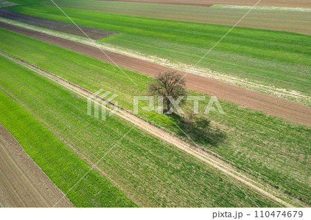 Green agricultural field with growing crops in summer season. Farming and agriculture industry 110474679