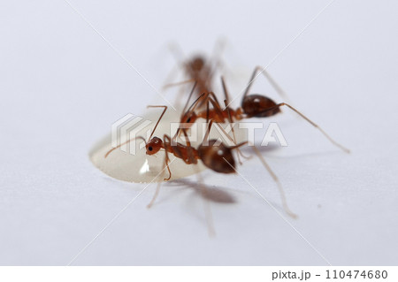 Ants and aphids on a white background. Macro photo. Ants and aphids on a white background. Macro photo. 110474680