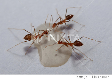 Ants and aphids on a white background. Macro photo. 110474687