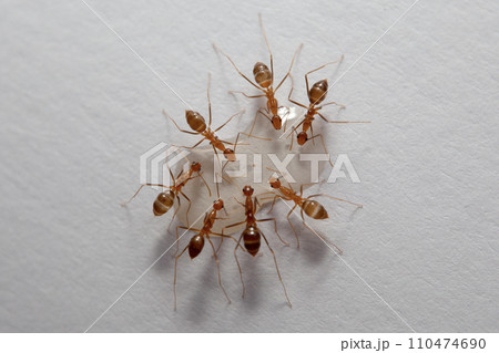 Ants and aphids on a white background. Macro photo. 110474690