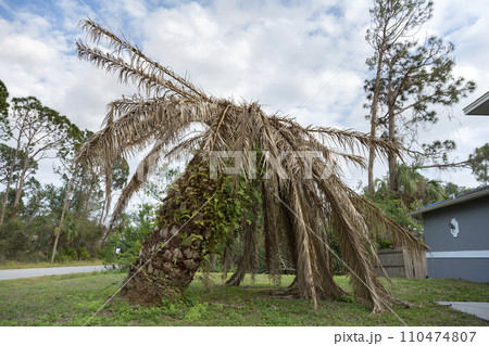 Dry dead palm tree on Florida home backyard 110474807