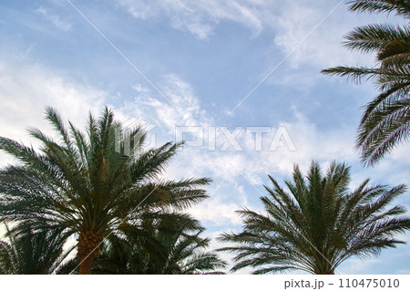 Beautiful green coconut palm trees on tropical beach against blue sky. Summer vacation concept 110475010
