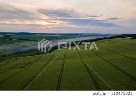 Agricultural cultivated field in summer season with growing crops. Green farm fields. Farming and agriculture industry Agricultural cultivated field in summer season with growing crops. Green farm fields. Farming and agriculture industry 110475023