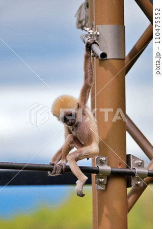 北海道旭川市 旭山動物園てながざる館のシロテテナガザルの赤ちゃん 110475552