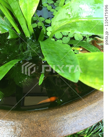 水草の中の金魚 110475996