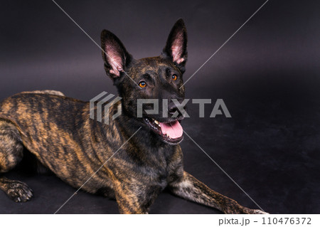 Dutch shepherd dog sitting isolated on a dark yellow red background 110476372