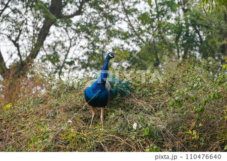 a peacock on the tree (孔雀) a peacock on the tree (孔雀) 110476640