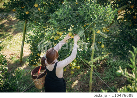 A happy woman farmer harvesting orange in orchard or orange farm. 110476689