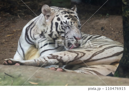 Close up white tiger is sit down and rest on floor Close up white tiger is sit down and rest on floor 110476915