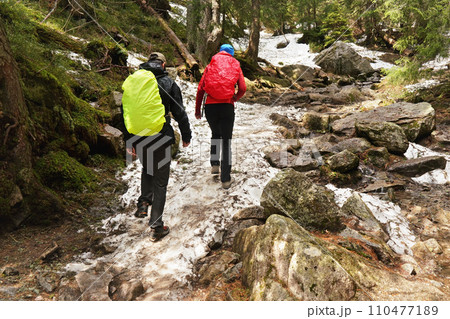 Two hikers wearing jackets cevered with rain coats, walking in forest, snow covered stones and roots on ground, trees at background, view from behind 110477189