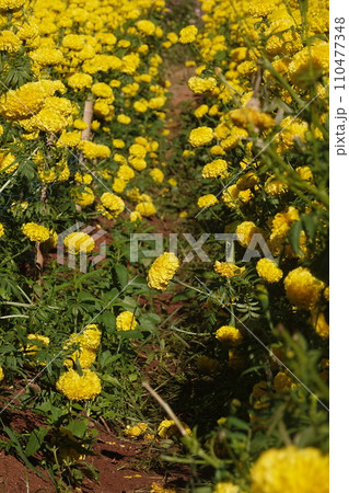 Marigold flowers in the garden. Marigold is a genus of flowering plants  110477348