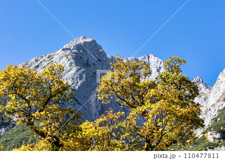 maple trees at Ahornboden, Karwendel mountains, Tyrol, Austria 110477811