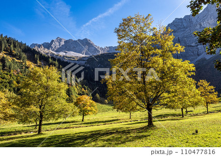 maple trees at Ahornboden, Karwendel mountains, Tyrol, Austria 110477816