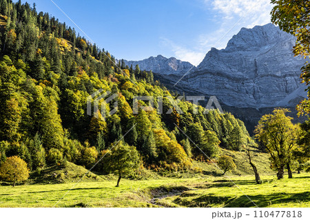 maple trees at Ahornboden, Karwendel mountains, Tyrol, Austria 110477818