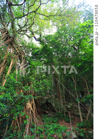 屋久島原生林 110478058