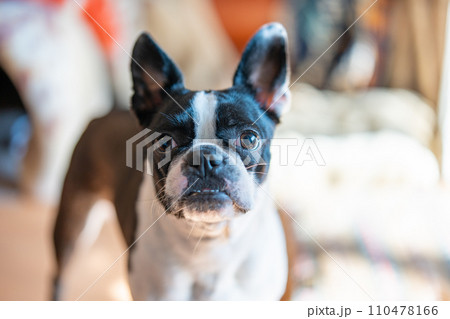 ボストンテリア 110478166